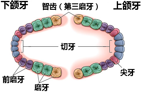 智齿知识全方位科普