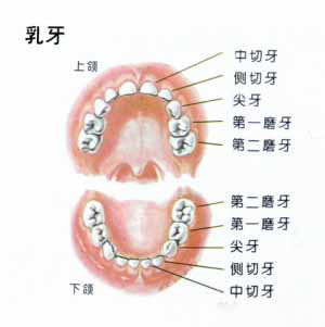 儿童口腔预防保健手册（医疗篇-窝沟封闭）