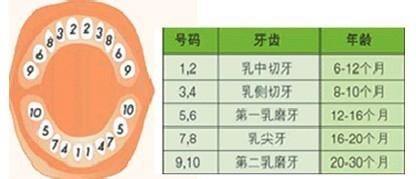 儿童口腔预防保健手册（医疗篇-颌骨发育监测）