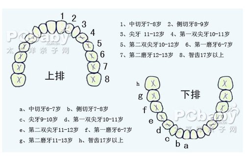 儿童口腔预防保健手册（医疗篇-颌骨发育监测）